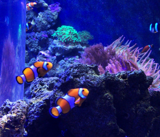 Dois peixes-palhaço laranja e branco nadam em um aquário colorido de recife de coral.