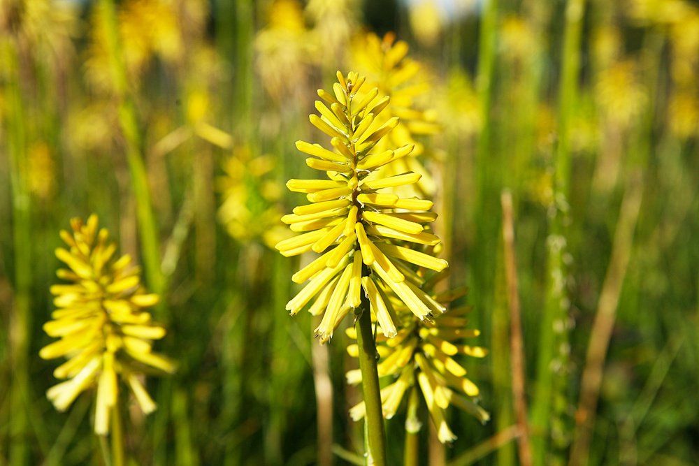 herbaceous