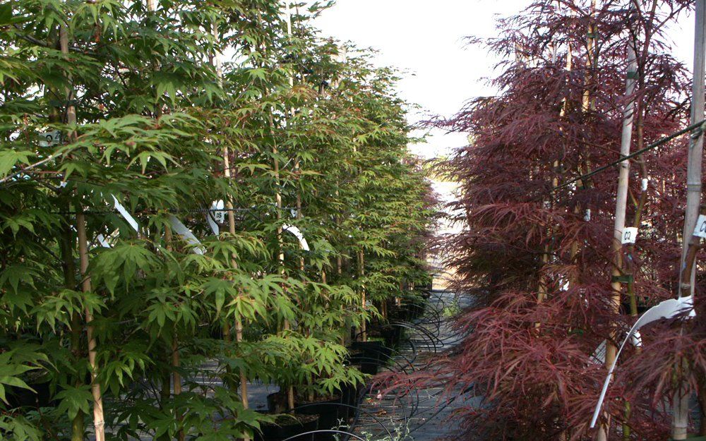trees