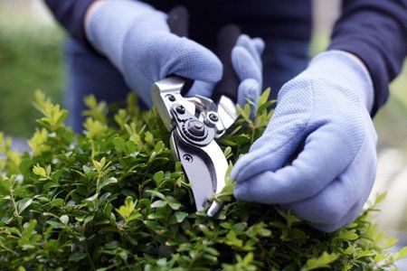 Expert pruning services