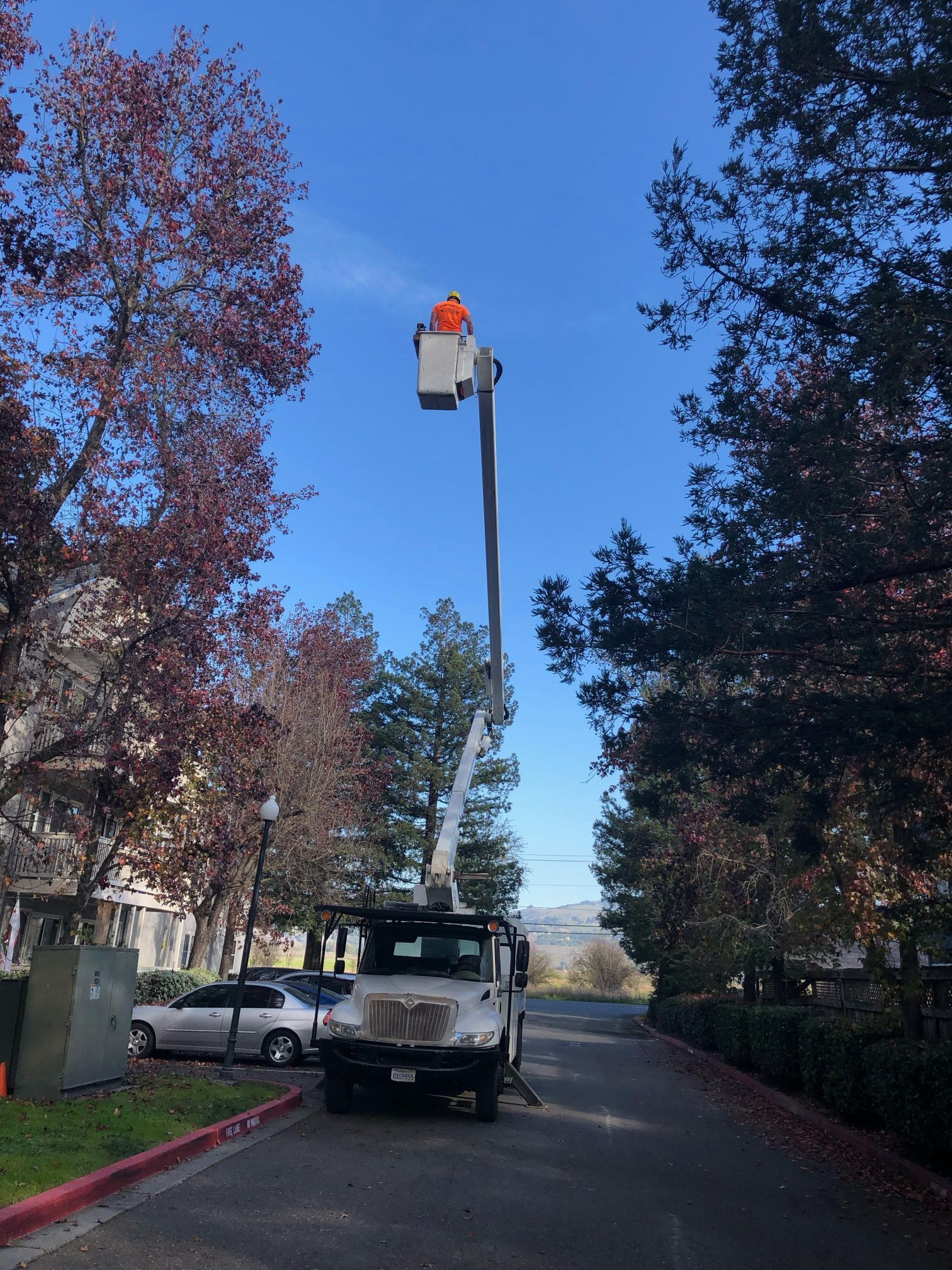 Discount Tree Service Top Rated Tree Service Santa Rosa, California