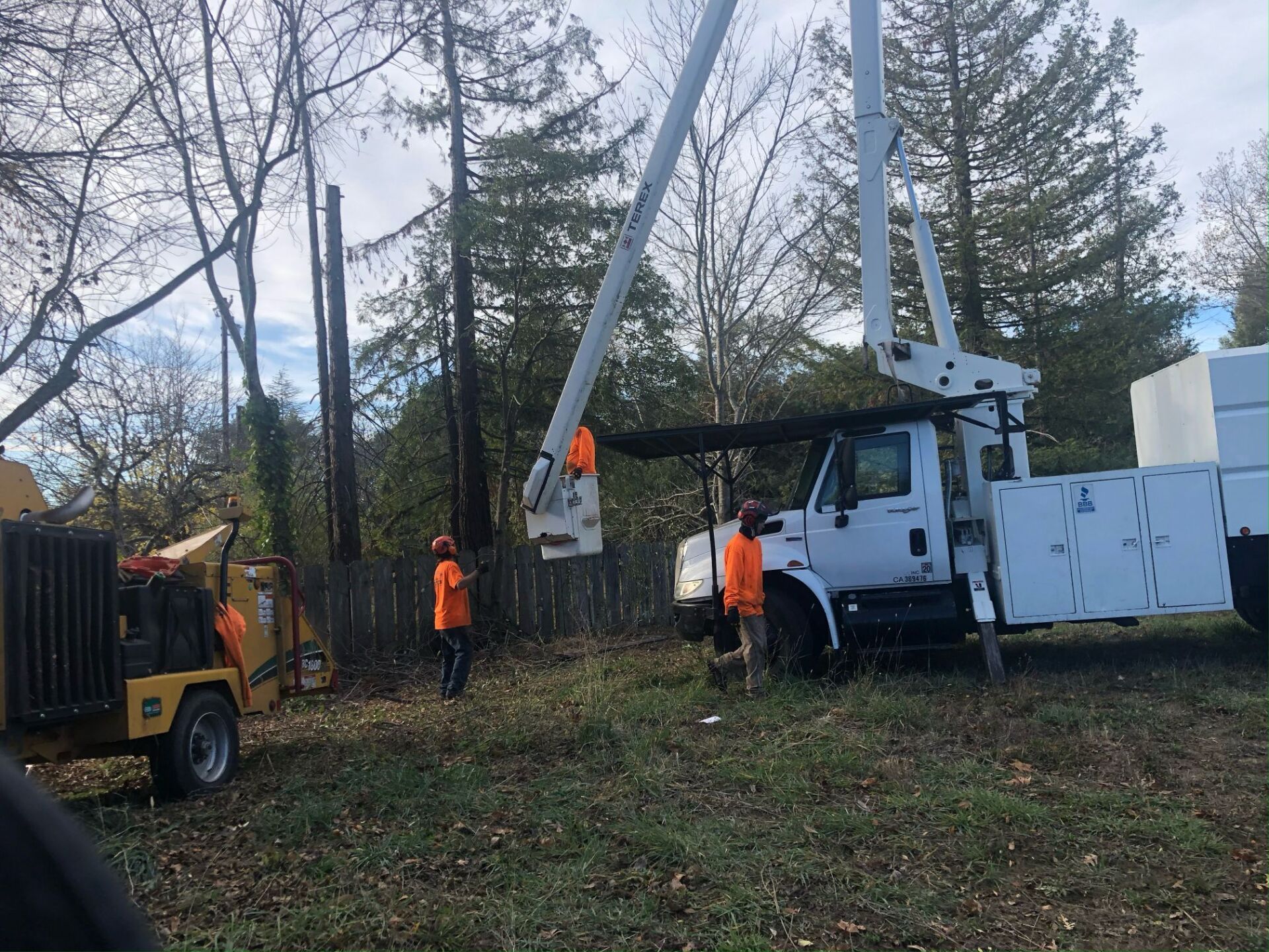 Discount Tree Service Top Rated Tree Service Santa Rosa, California