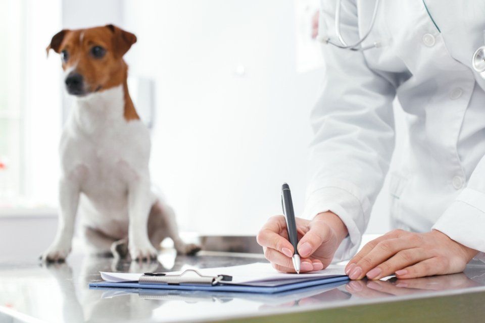 veterinario impegnato in una prescrizione medica