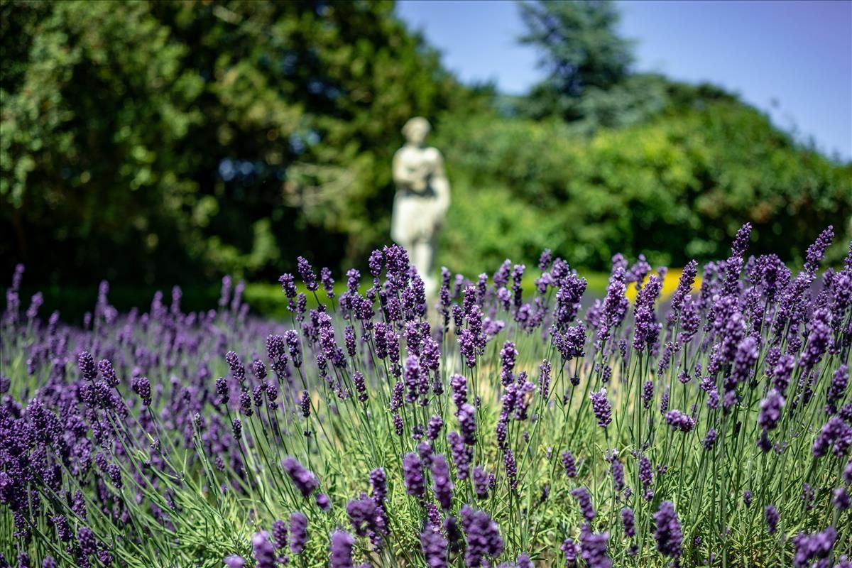 Purple lavender field in focus, statue blurred in background, sunny garden setting.