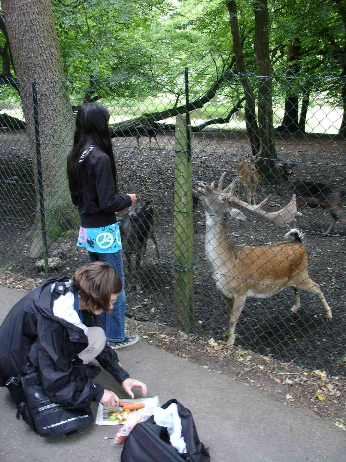 Two people feed deer carrots through a fence in a wooded area. The deer have large antlers.