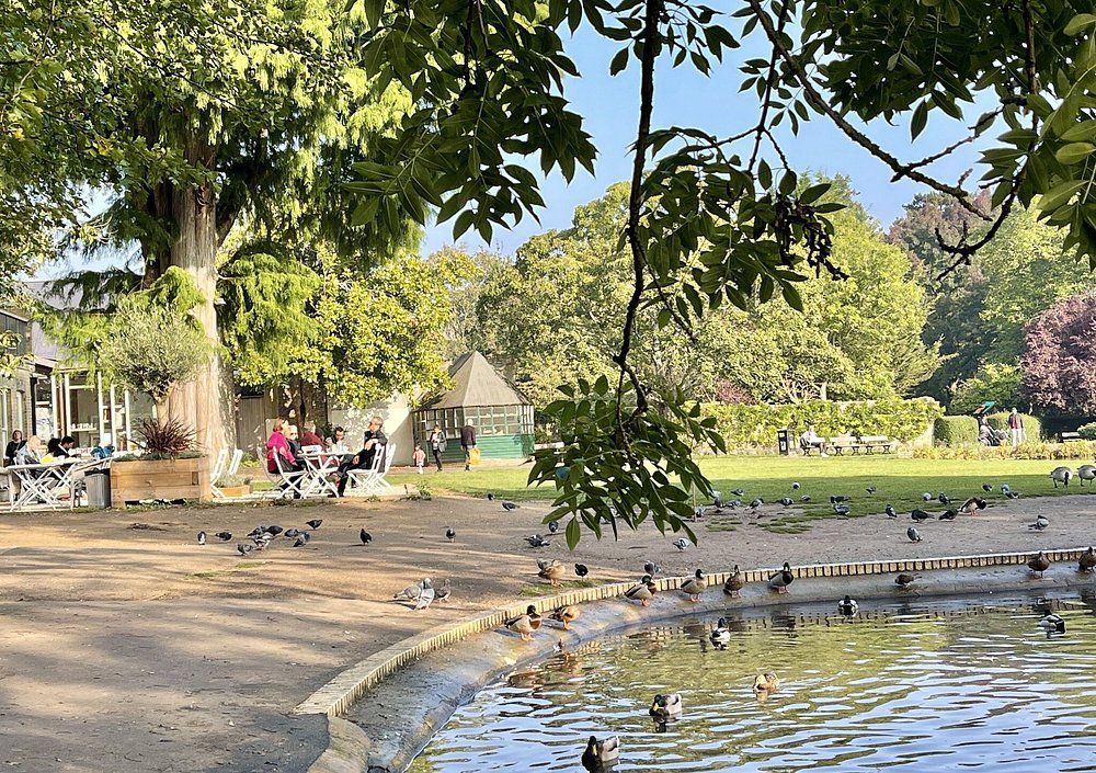 Two people feed deer carrots through a fence in a wooded area. The deer have large antlers.