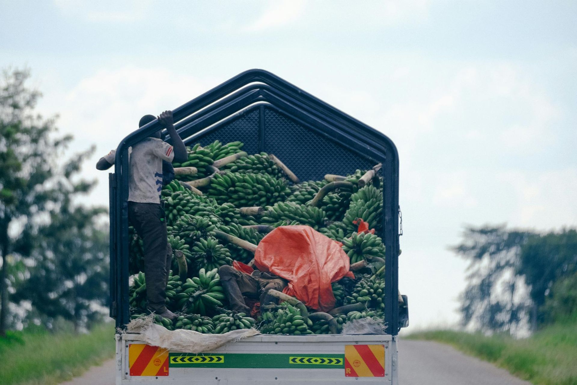 Truck loaded with green bananas, person standing in back.