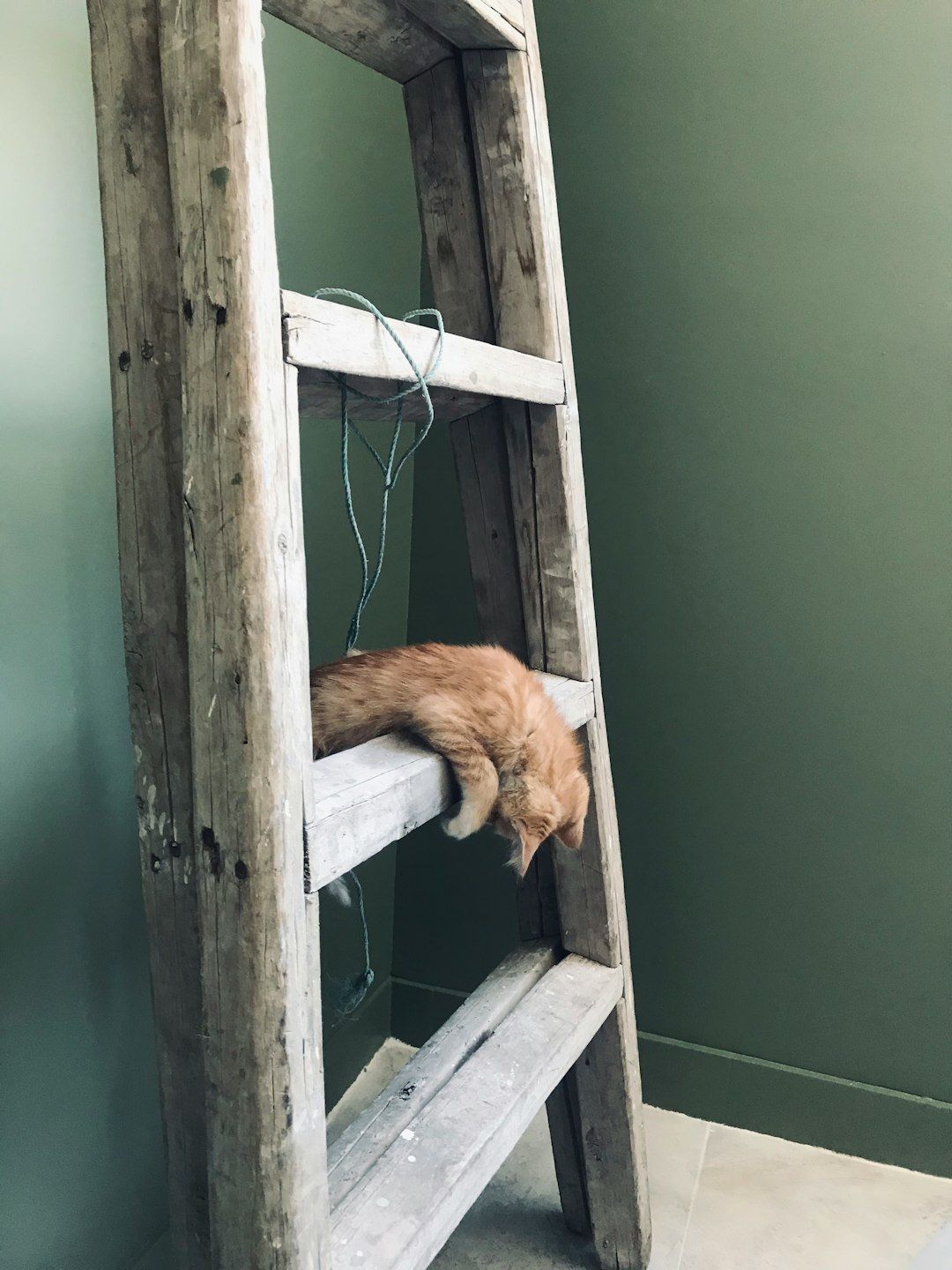 Orange cat resting on a rustic wooden ladder, leaning towards the floor. Against a green wall.