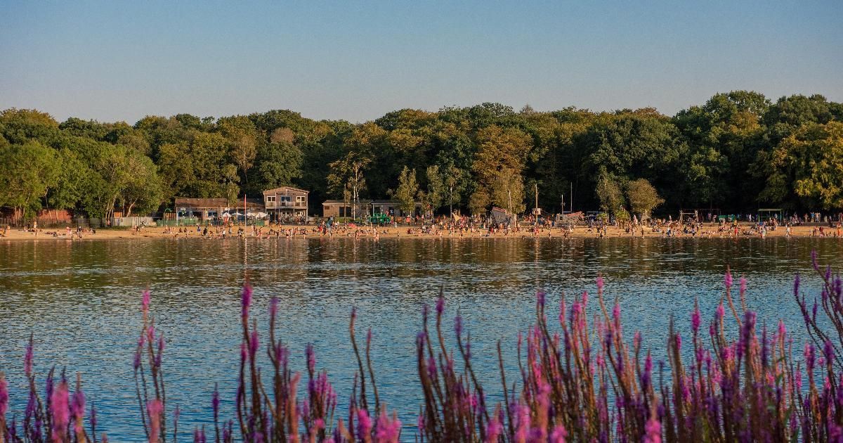 Lakeside scene: People on a beach, surrounded by trees, with purple flowers in foreground.