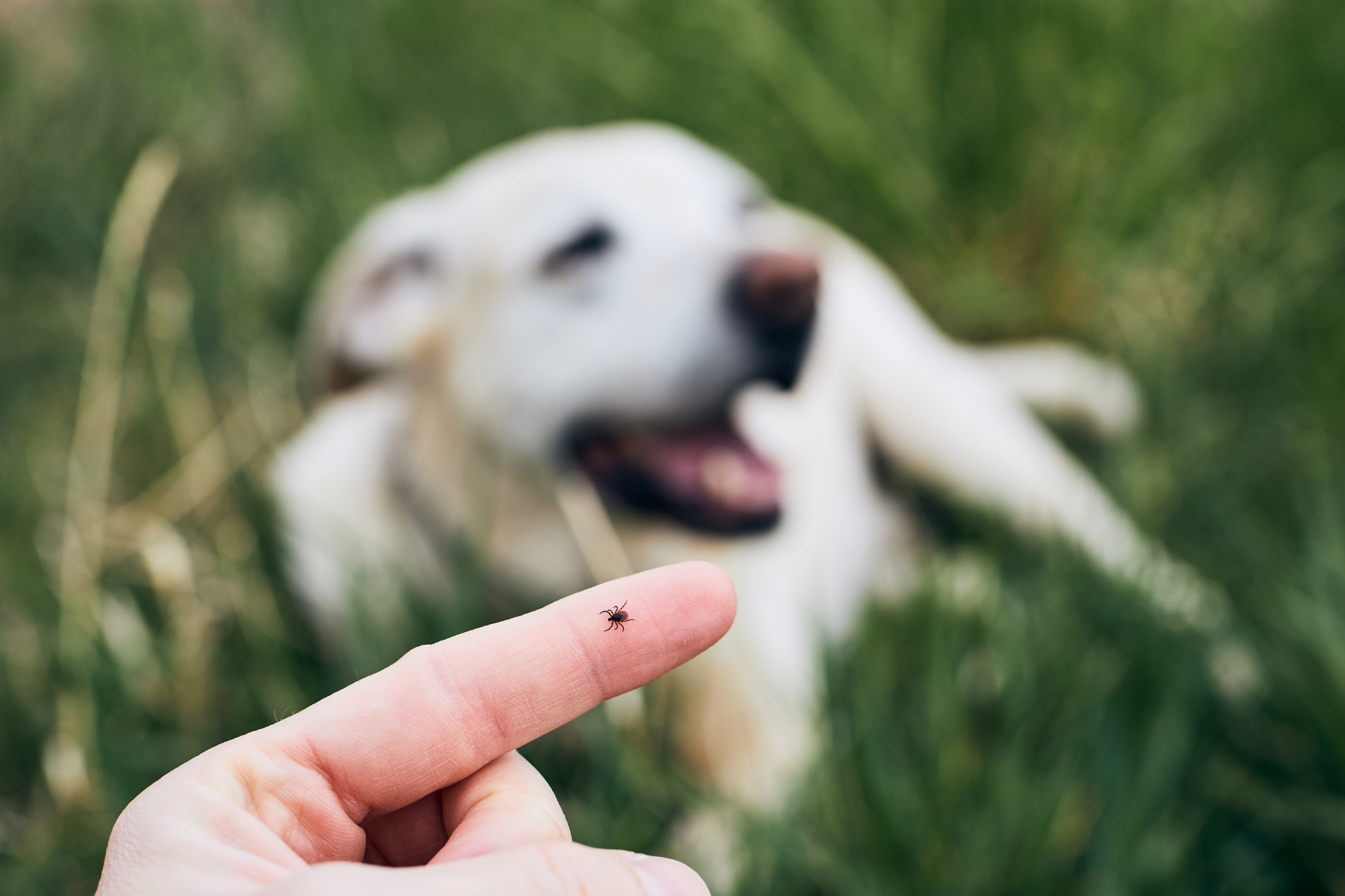 A person is holding a tick on their finger in front of a dog.