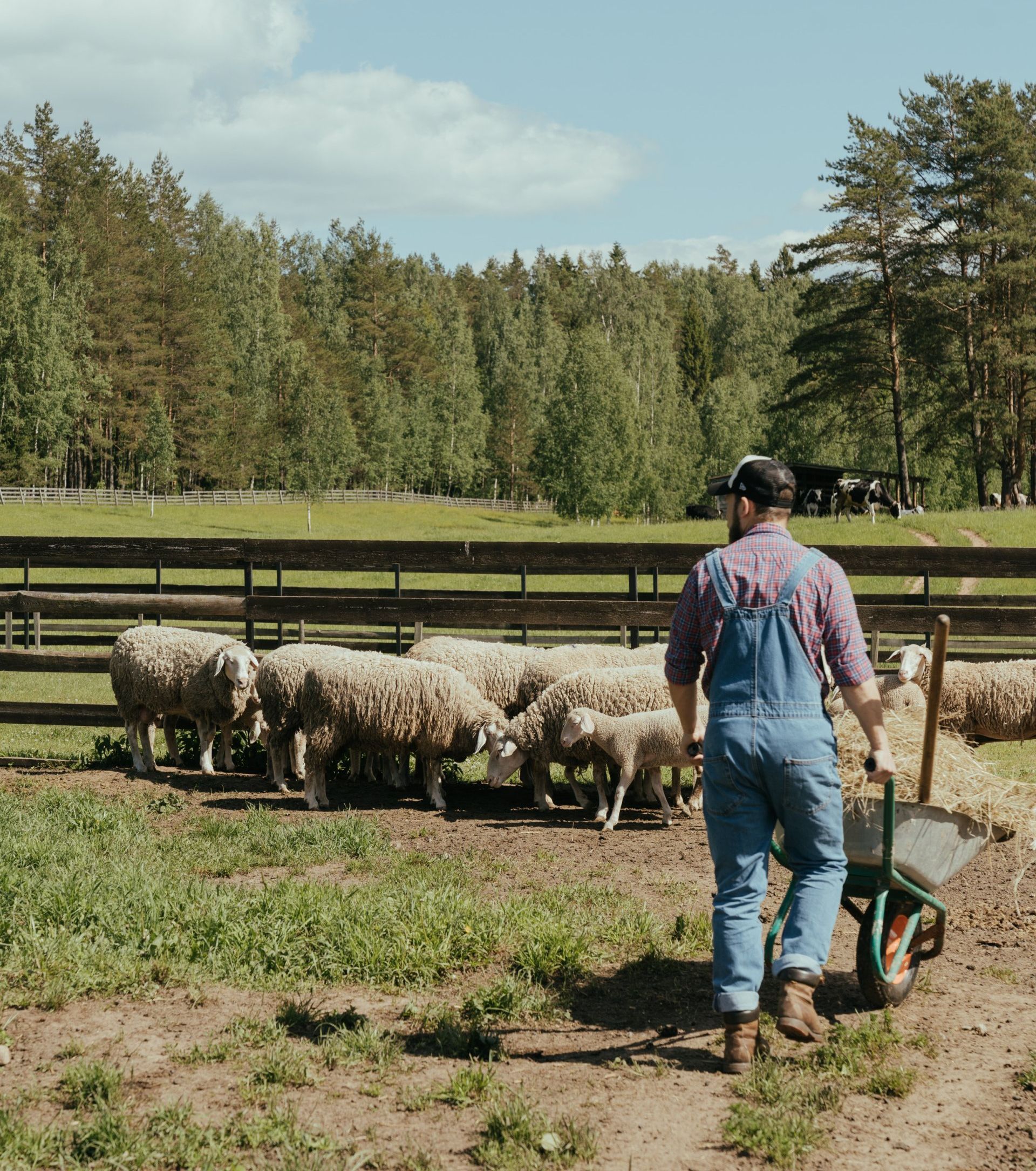 A man in overalls is feeding a herd of sheep in a field.