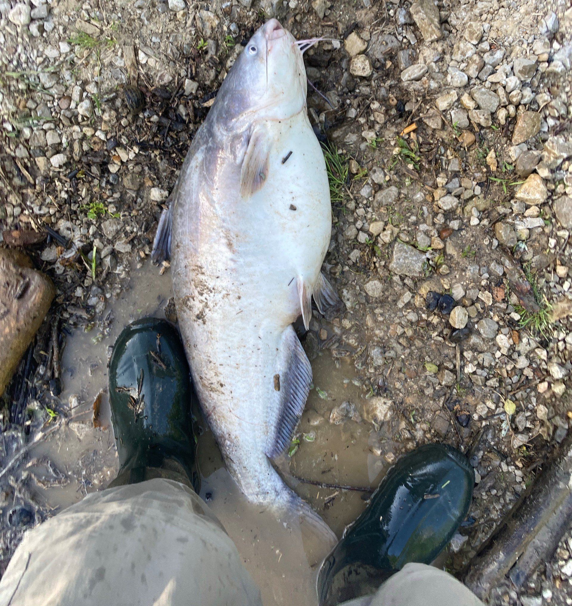 Catfish lying on muddy ground next to a person's rubber boots.