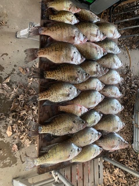 A collection of freshly caught crappie fish arranged on a surface, likely after a fishing trip.