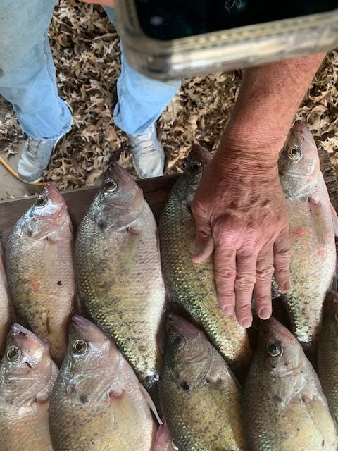 Person holding several freshly caught speckled fish.