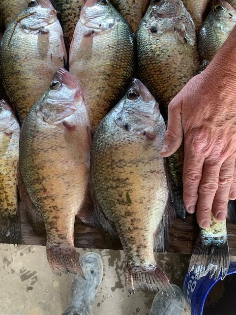 Close-up of several freshly caught crappie fish, with a hand pointing to one, outdoors.