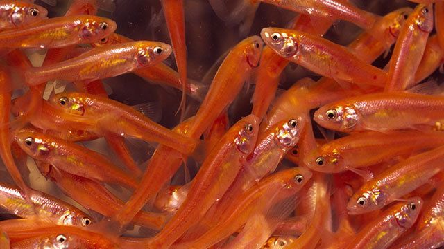 A school of small, orange fish swimming closely together.