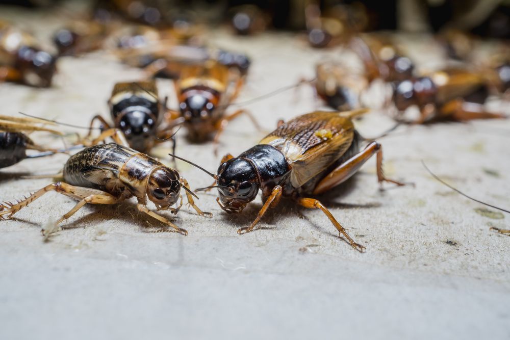 Group of crickets, black heads and tan bodies, on a white surface.
