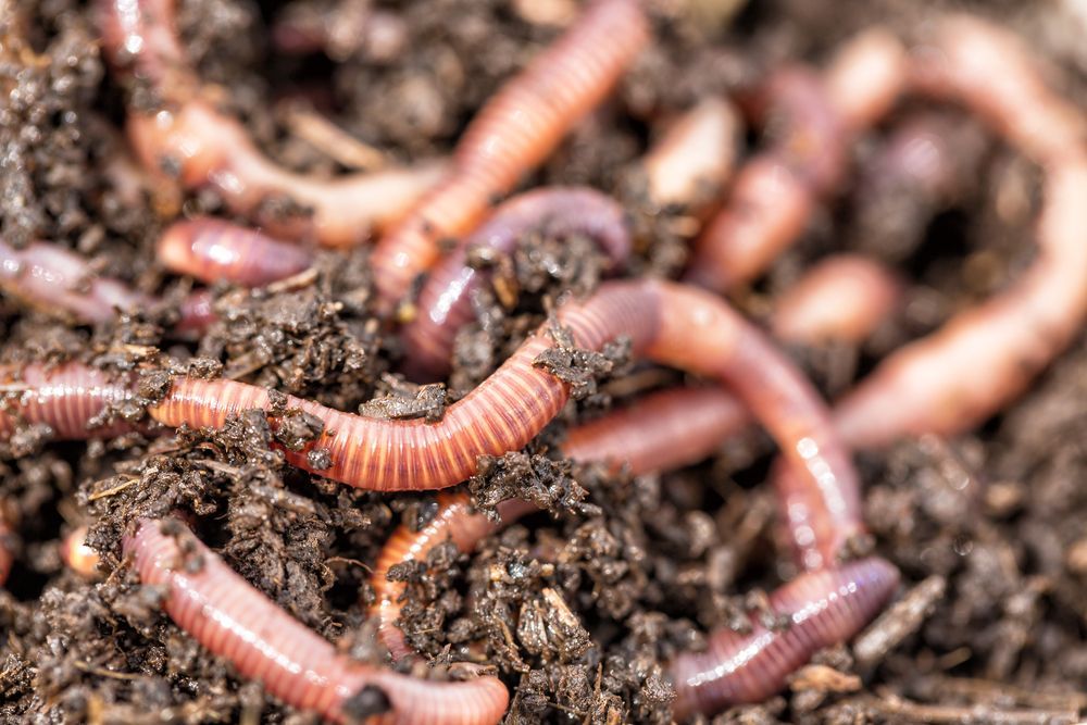 Earthworms in dark soil, close-up, illustrating composting.