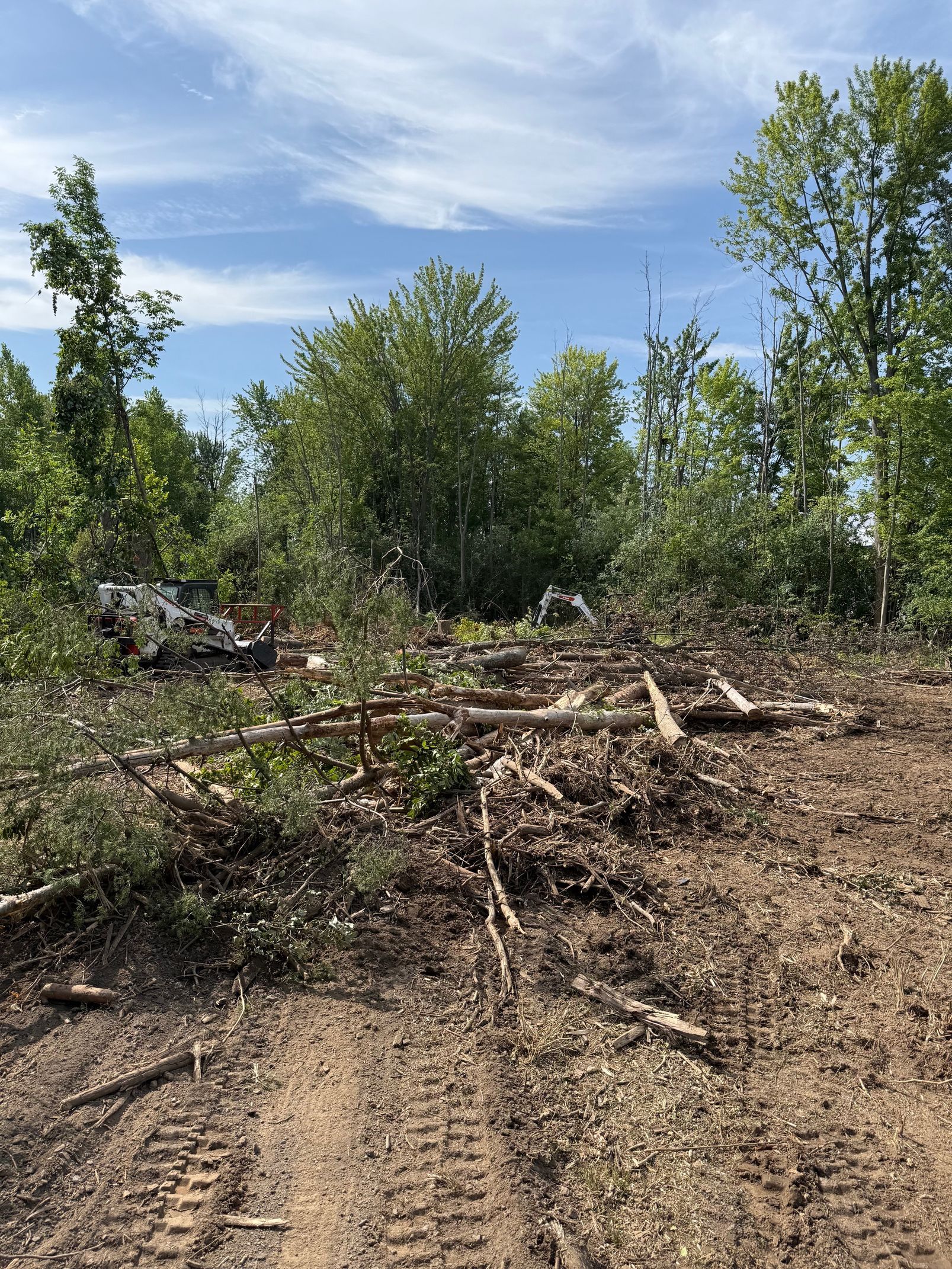 Clearing of a wooded area; cut logs and branches in foreground with remaining trees and a blue sky.