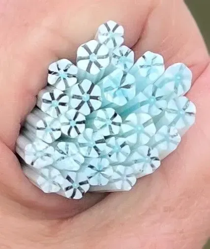 Coe 90 Flower Frost Kiss Daisy