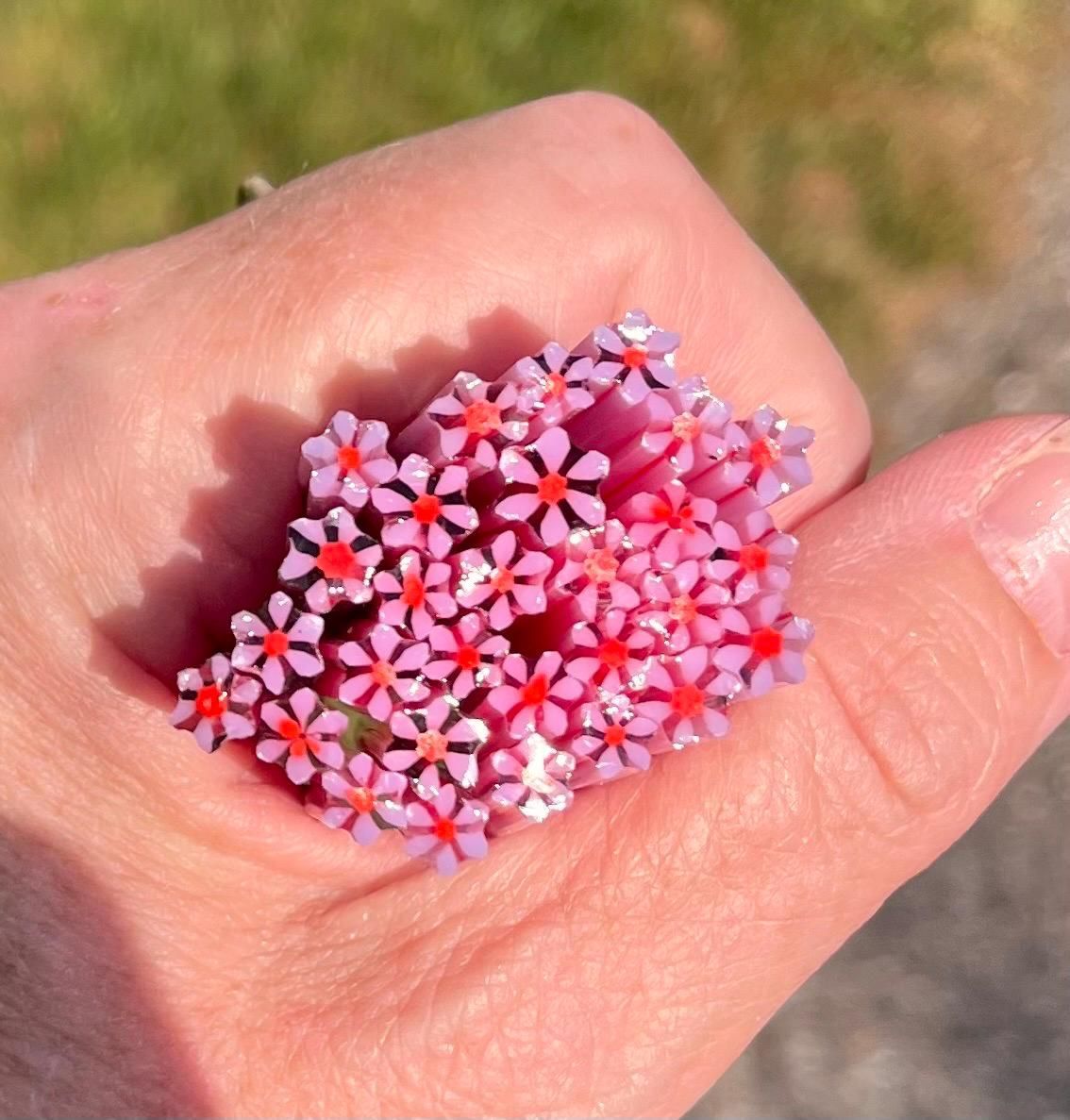 Coe 90 Murrini Flower Gazania