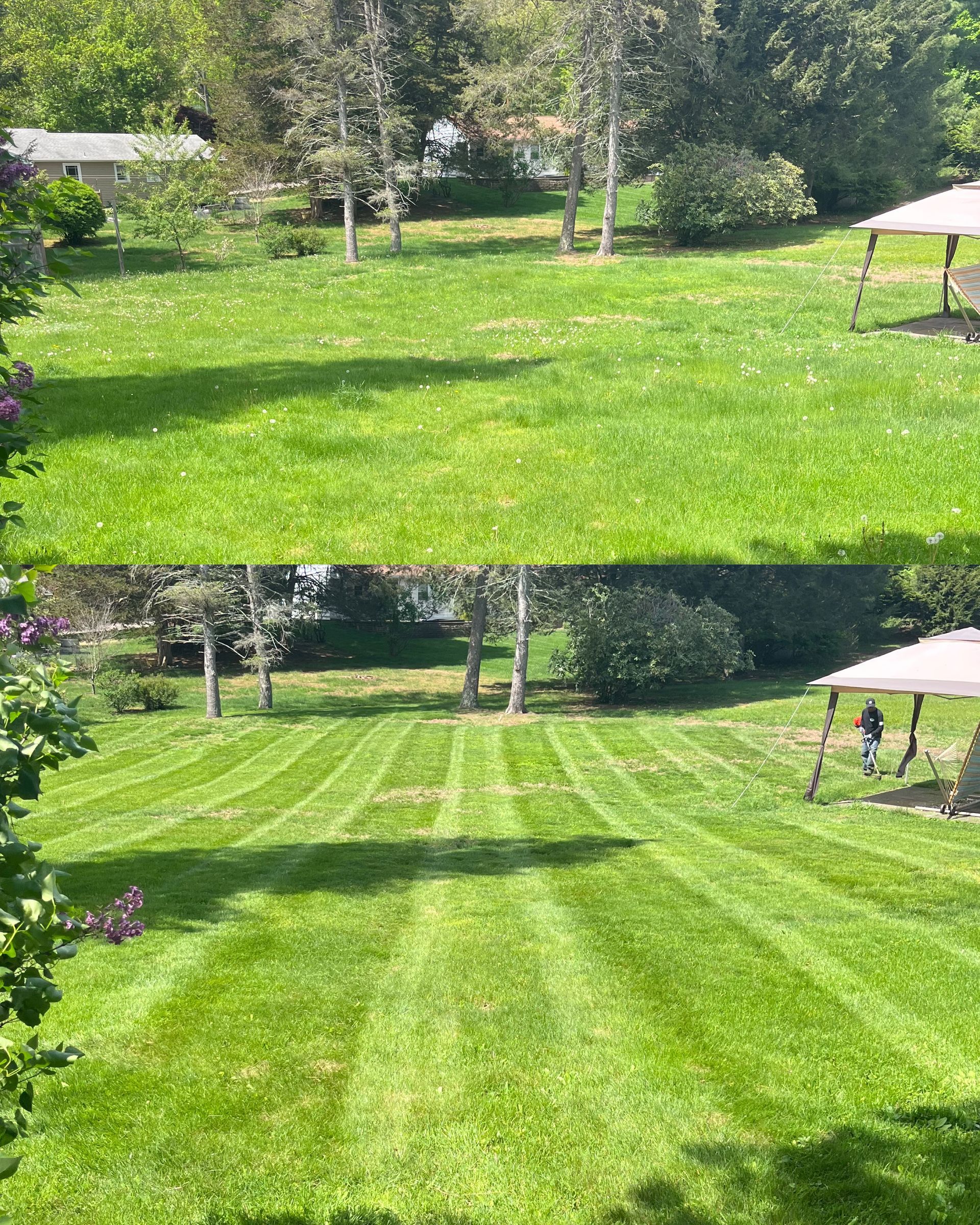 Two pictures of a lush green lawn with a gazebo in the background.