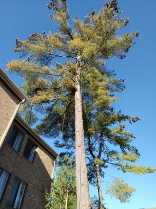 A tall pine tree is in front of a brick building