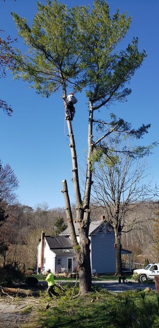 A man is climbing a tree in front of a house.