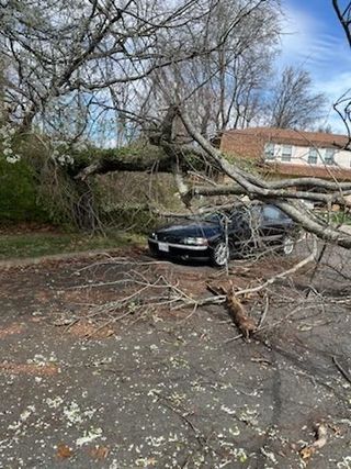 A car is parked in a parking lot next to a tree that has fallen on it.