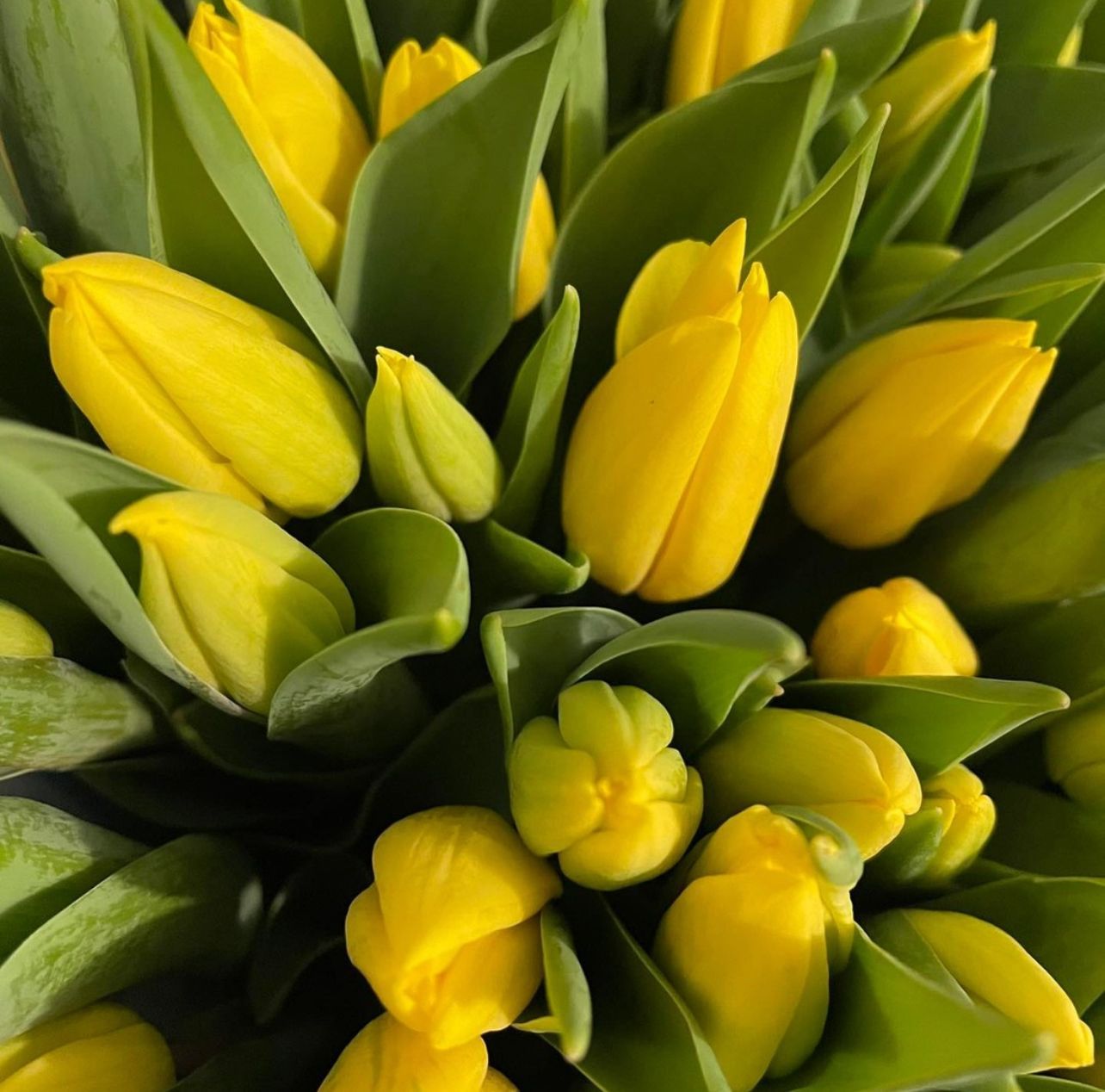 tulipani a numero gialli