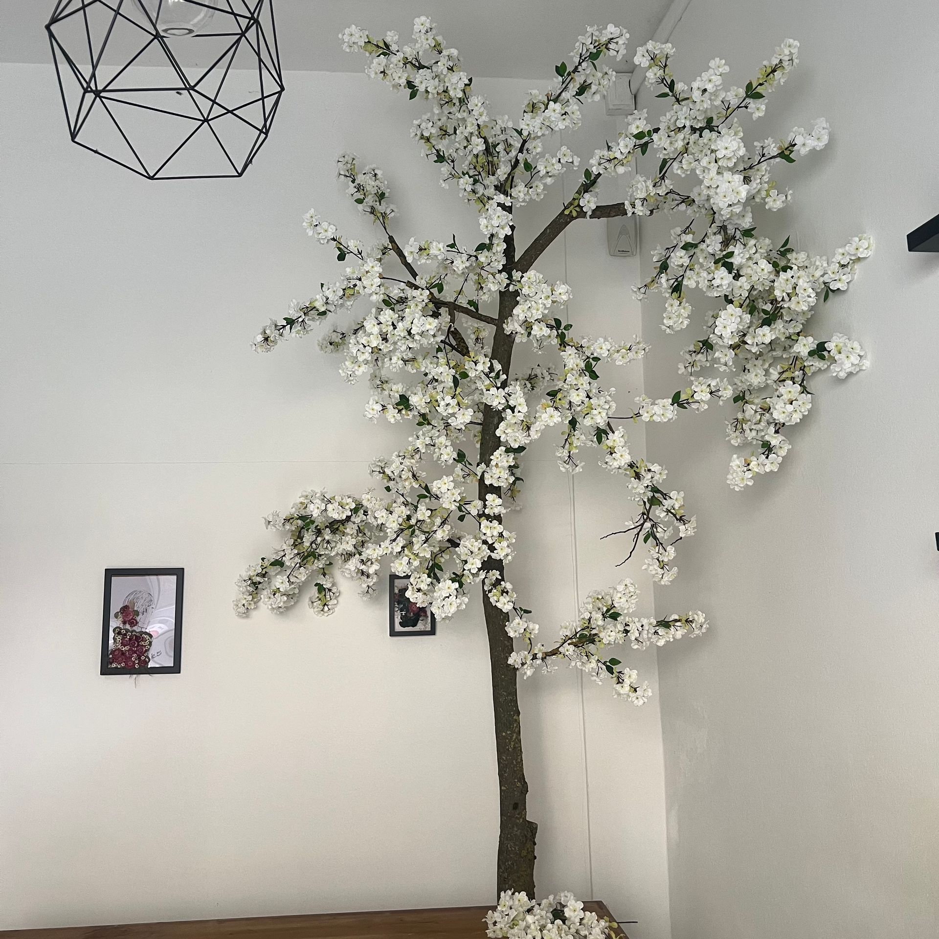 Albero di Ciliegio, Pesco o Mandorlo