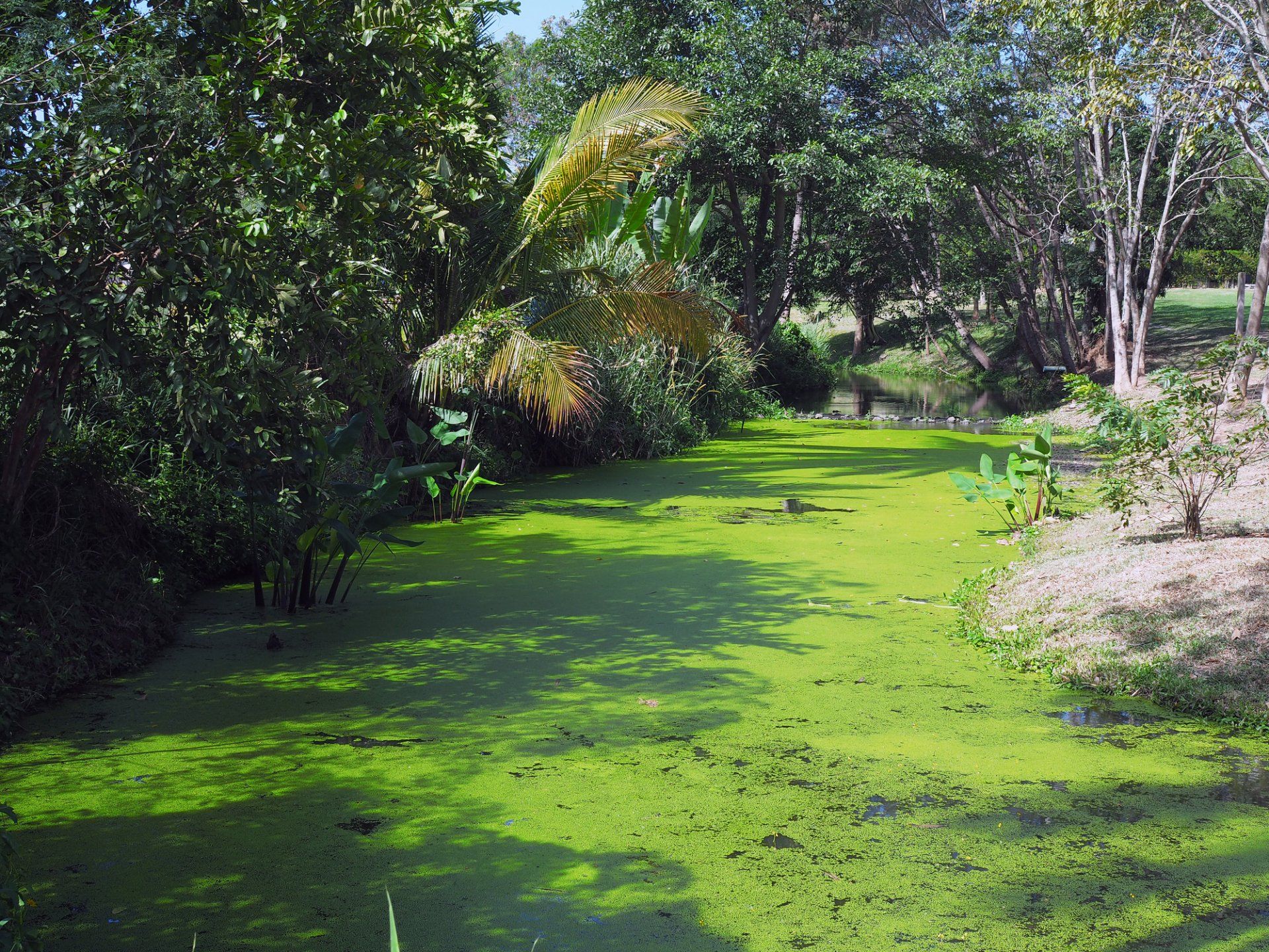 Algae and Weed Control — Jacksonville, FL — Innovative Fountain Services