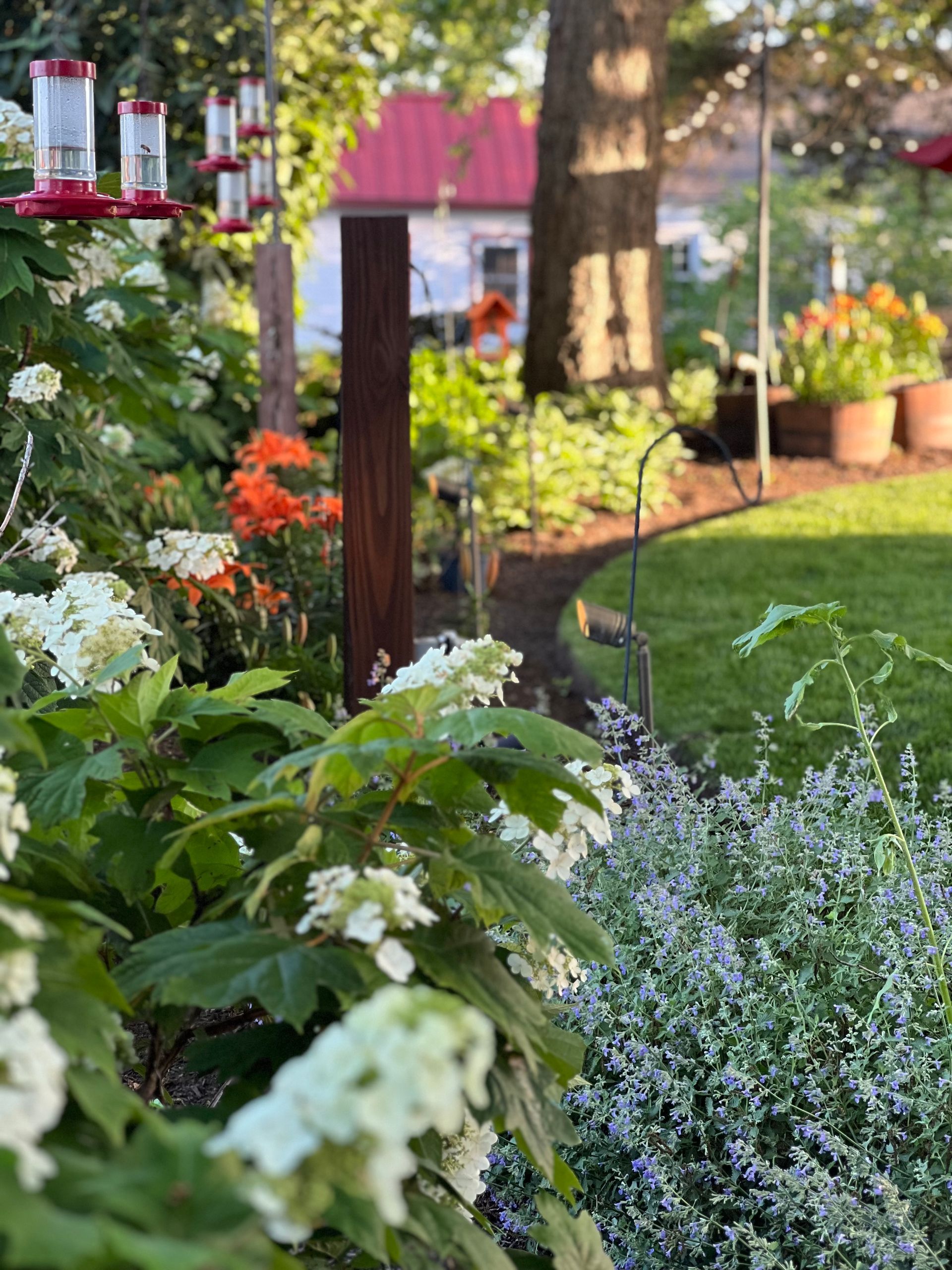 A vibrant garden bed in focus with white hydrangea blossoms, orange flowers, and humming feeders against a green lawn.