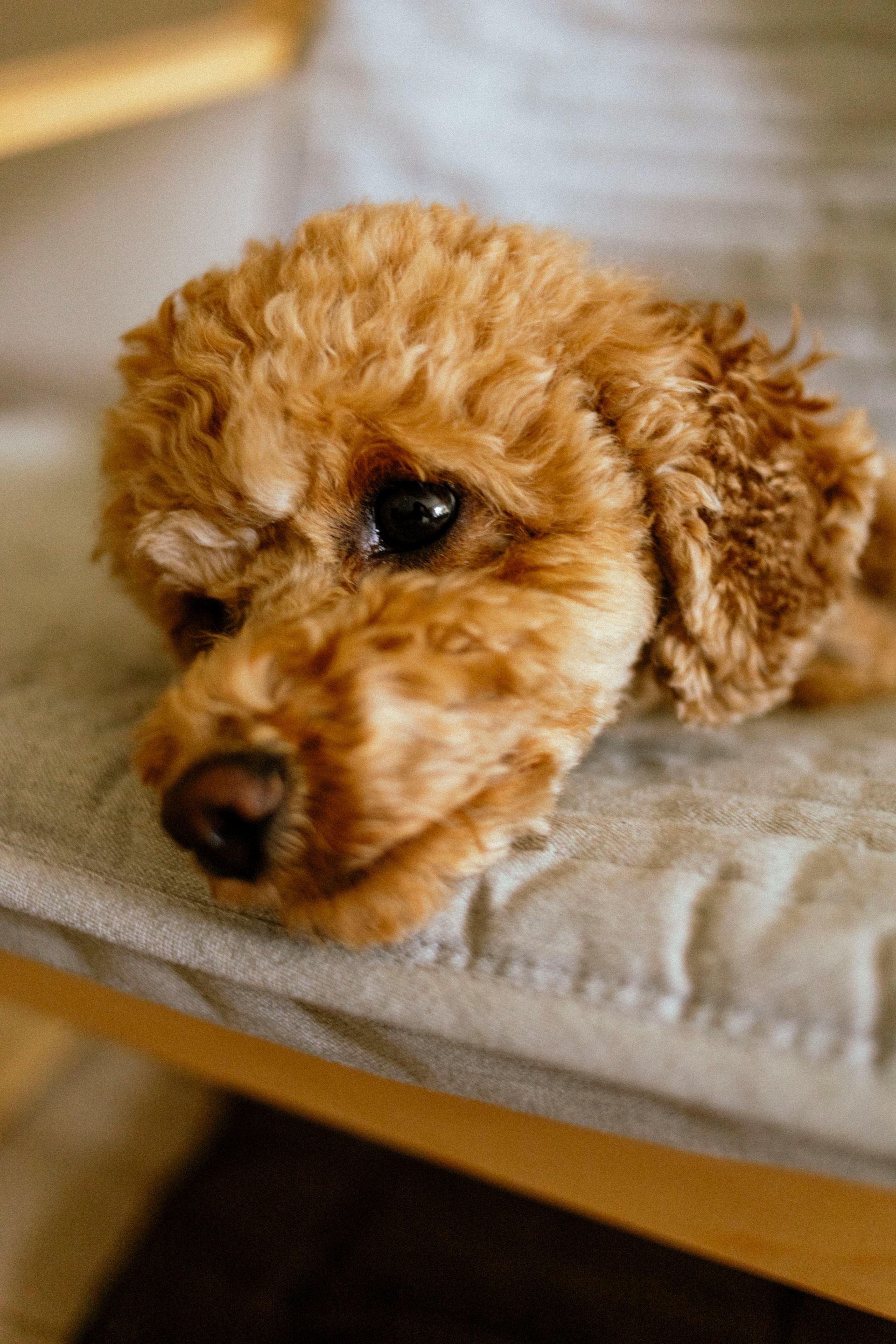 Brown poodle resting its head on a gray cushion.