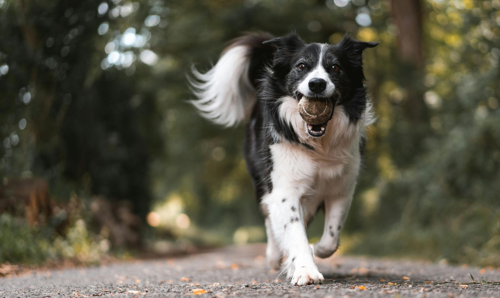 Black and white Border Collie runs toward camera with a ball in its mouth on a path.