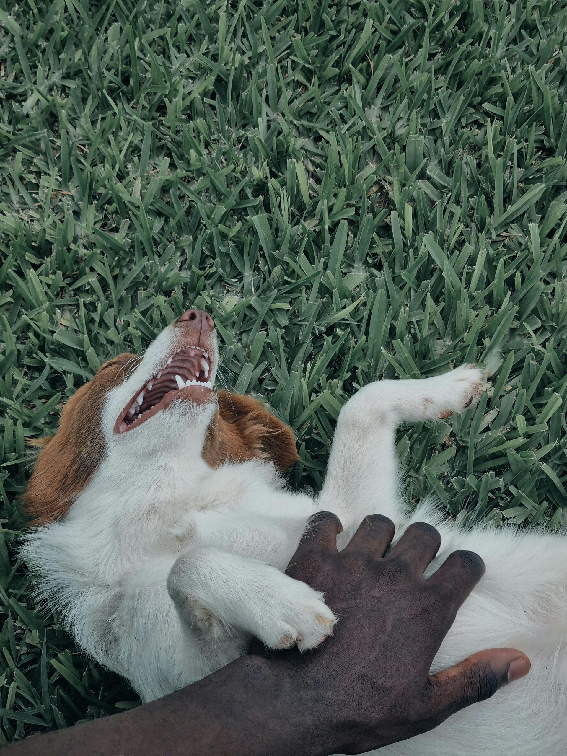 Dog rolling on back in grass, being pet. Brown and white fur, happy expression, tan hand.