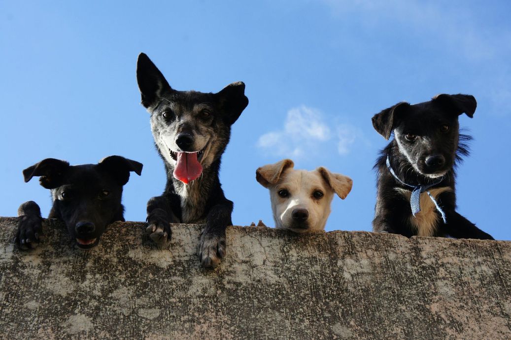 Four dogs of varying colors and breeds peeking over a weathered concrete wall against a blue sky.
