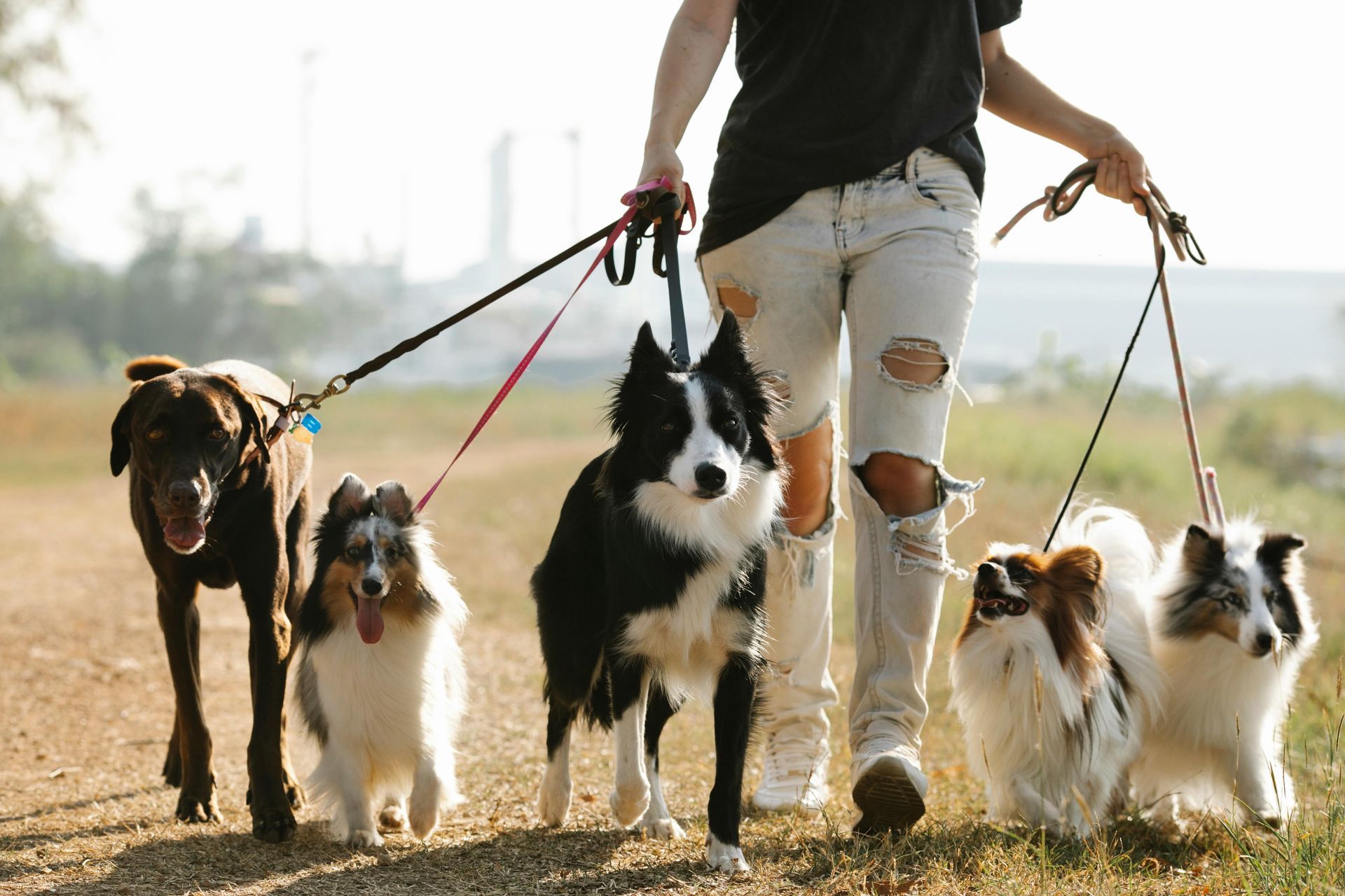 Woman walks four dogs on leashes on a dirt path; dogs of various breeds and sizes.