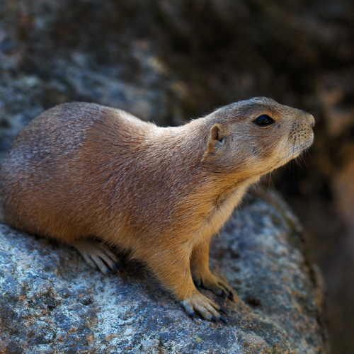 a prairie dog is sitting on top of a rock .