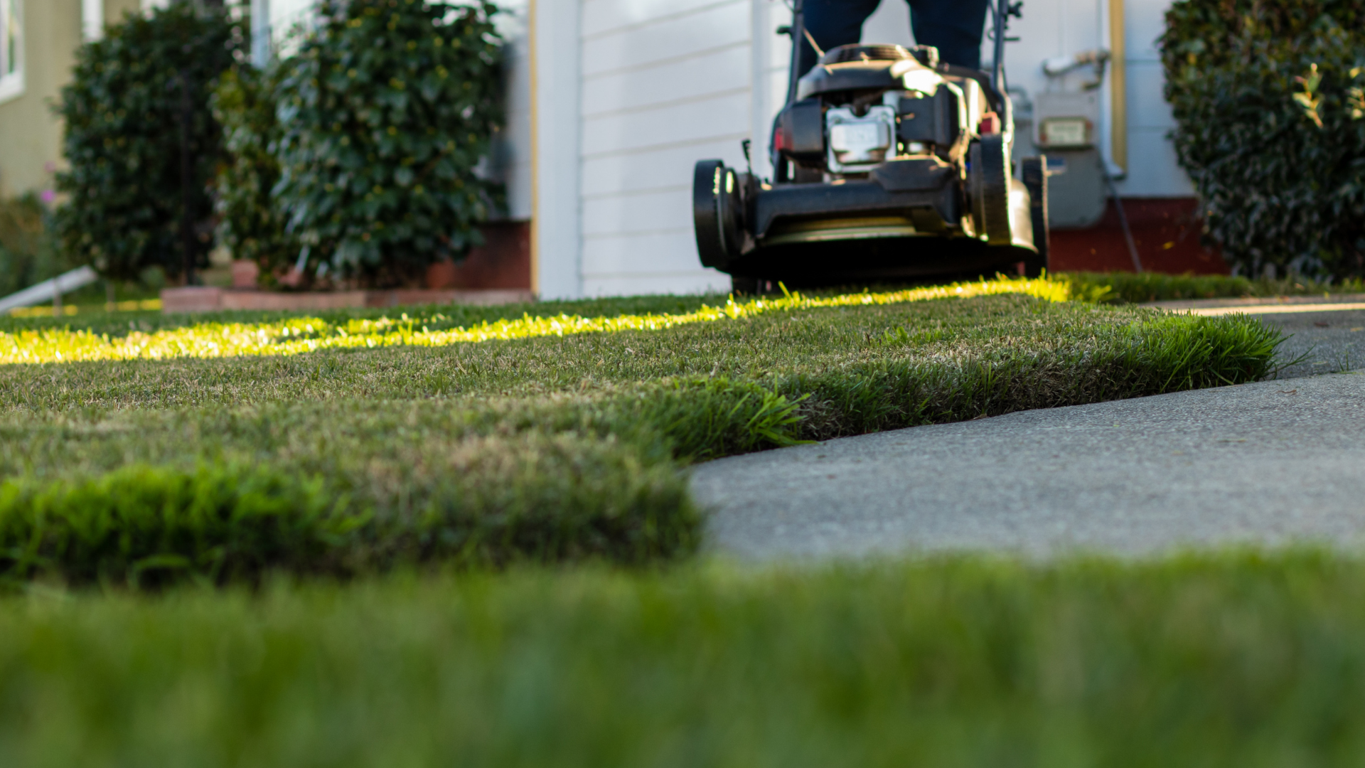 Person mowing a green lawn near a driveway in front of a house.