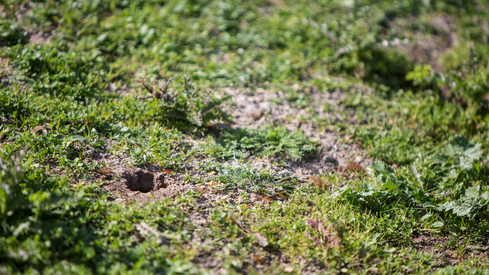 A close up of a hole in the grass in a field.