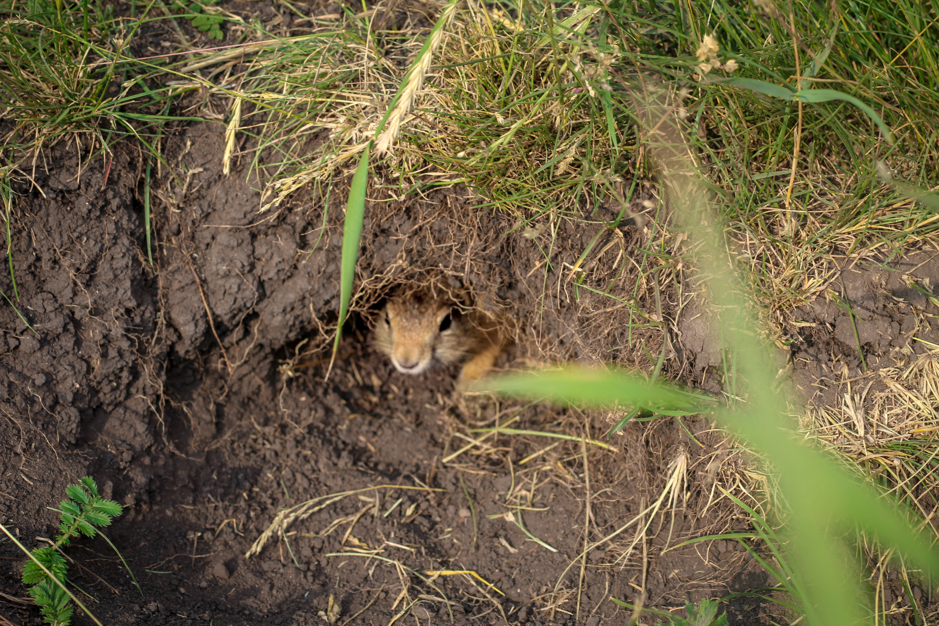 a gopher is looking out of a hole in the ground .
