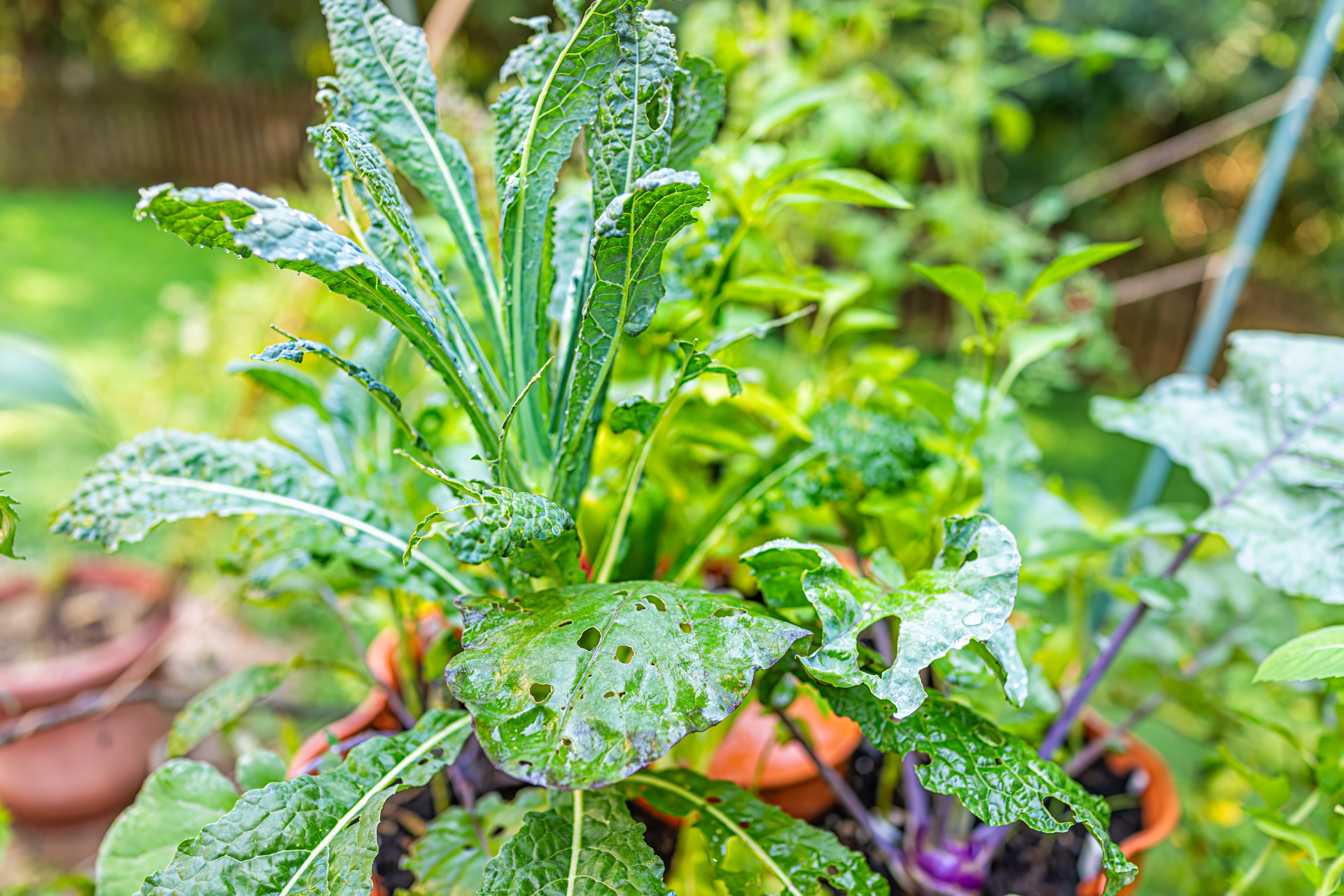 A close up of a plant in a pot in a garden.