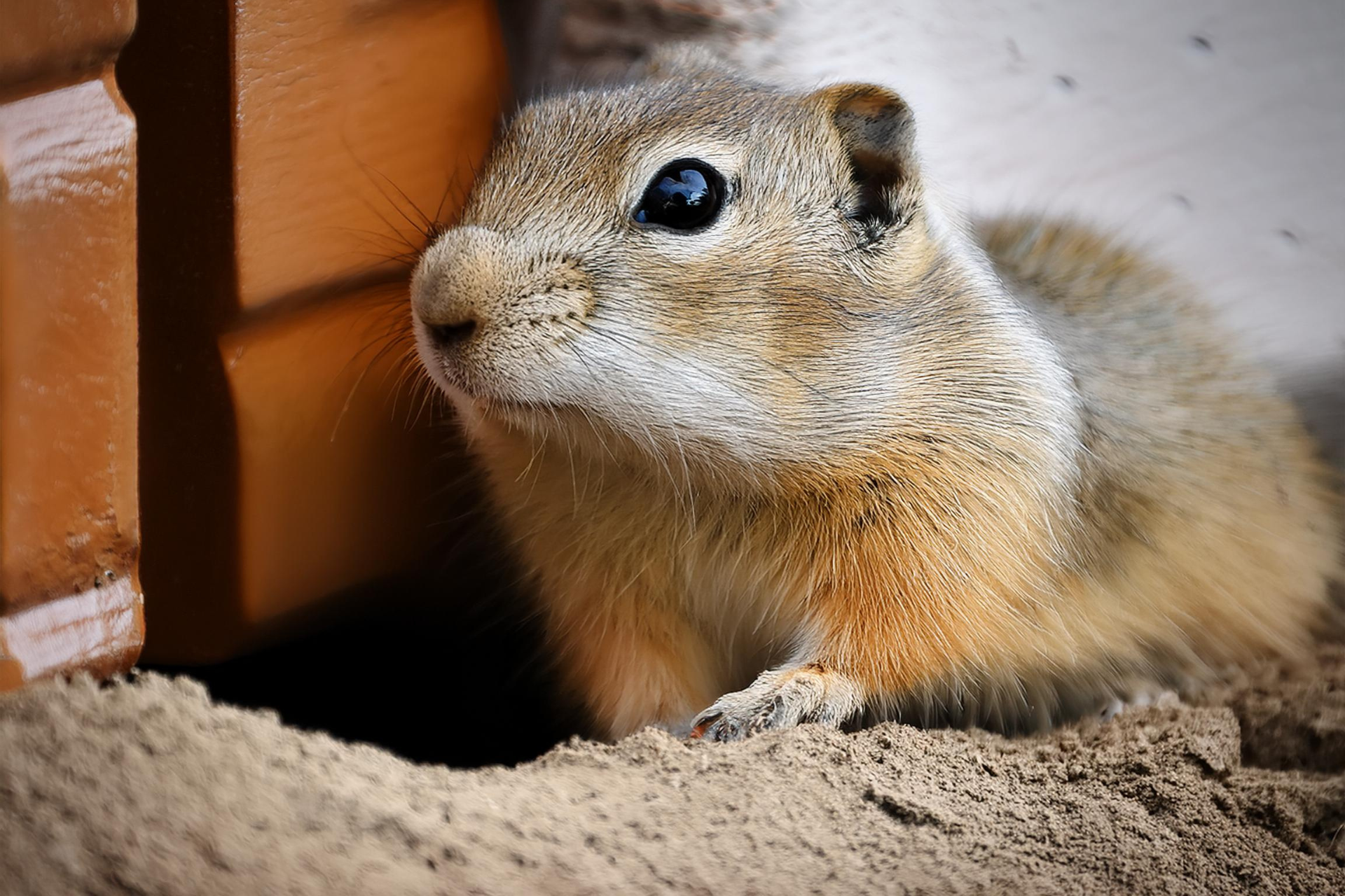 A small squirrel is looking out of a hole in the ground.