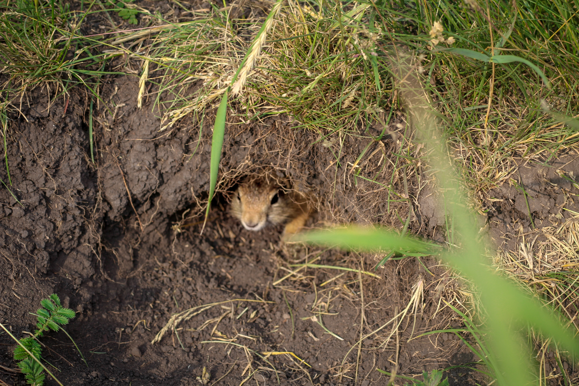 The Impact Of Gophers In Your Yard