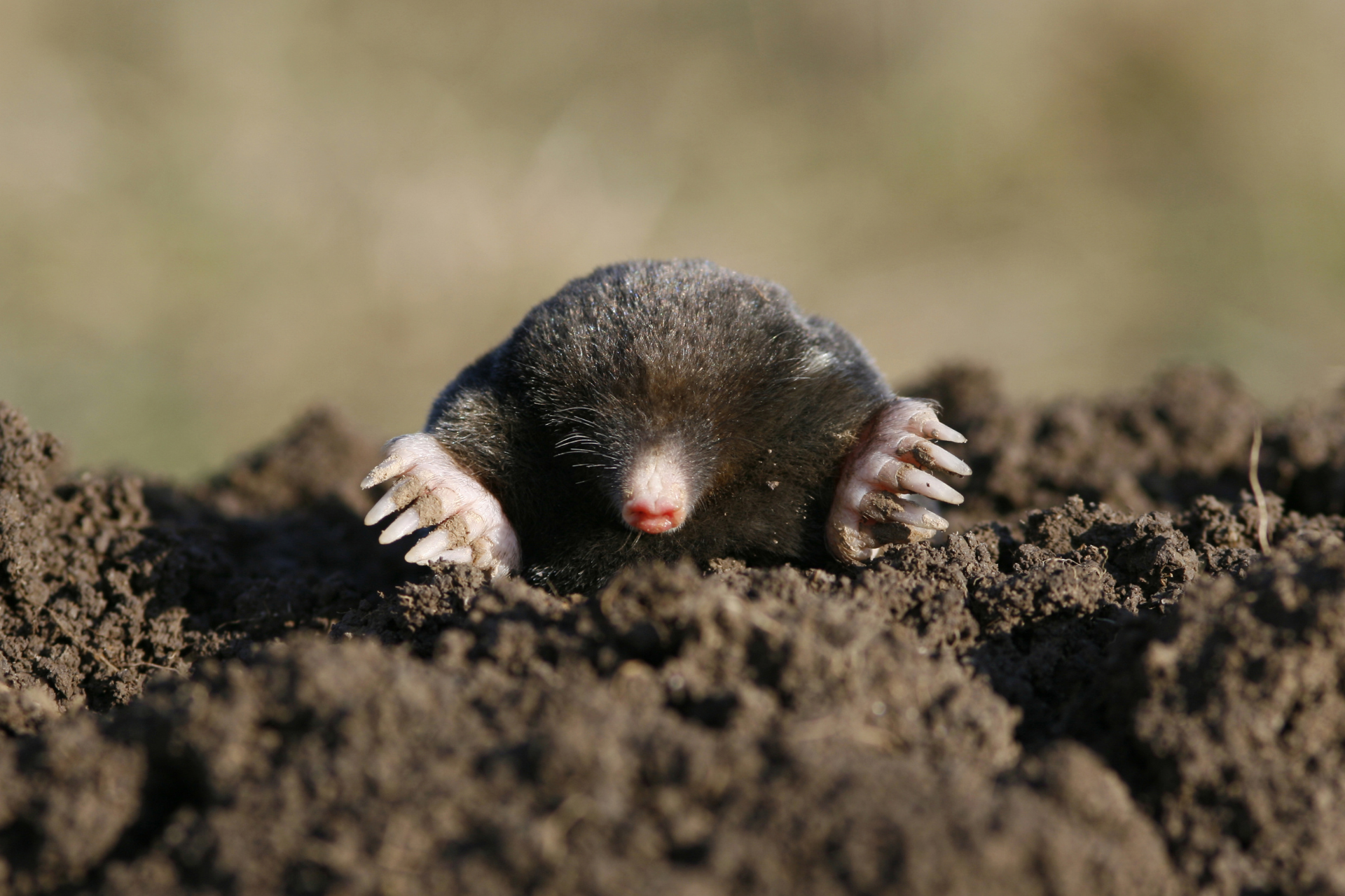 A mole is sticking its head out of a hole in the ground.