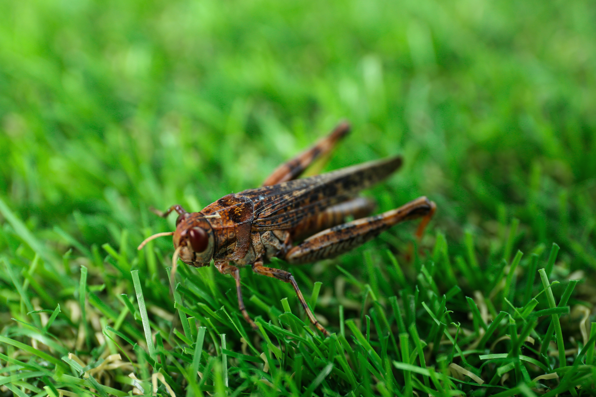 A grasshopper is sitting on top of a lush green field of grass.