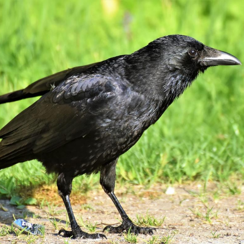 Black-Bird