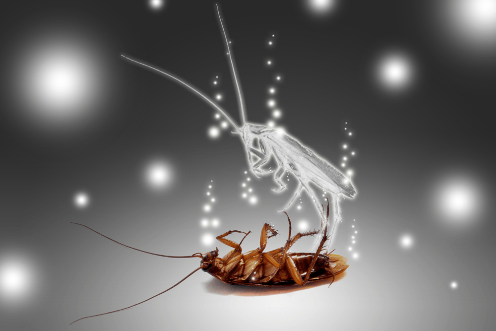 a cockroach is laying on its back with glowing lights around it