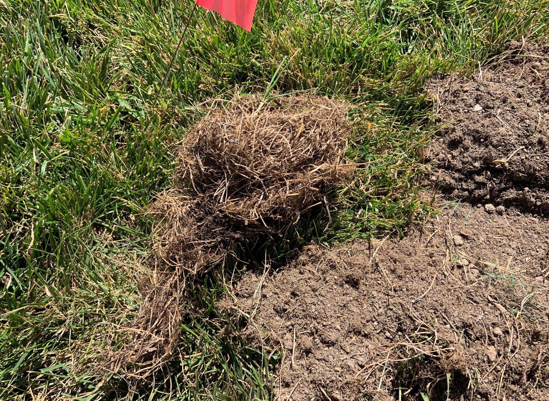 Can You Relocate Gophers Can You Relocate Gophers
